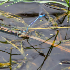 Enallagma doubledayi