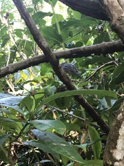 Thamnophilus atrinucha