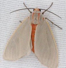 Pygarctia abdominalis