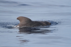 Globicephala