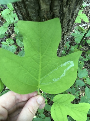 Tulip Tree Leaf Miner photo 6