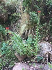 Siphocampylus foliosus