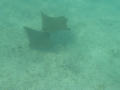 Rhinoptera steindachneri