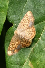 Stegania dilectaria