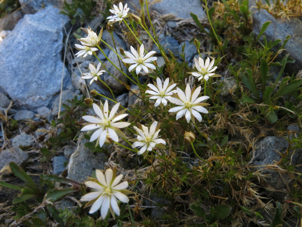 Slender Chickweed