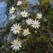 Stellaria gracilenta - Photo (c) John Barkla, μερικά δικαιώματα διατηρούνται (CC BY), uploaded by John Barkla