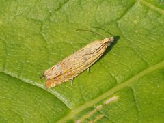 Lathronympha