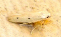 Numata bipunctella