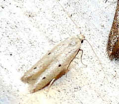 Numata bipunctella