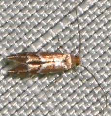 Cameraria bethunella