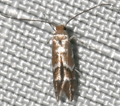 Cameraria bethunella