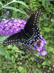 Papilio polyxenes
