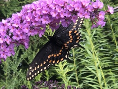 Papilio polyxenes