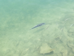 Caranx caninus