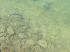 Caranx caninus