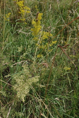 Galium × pomeranicum