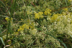 Galium × pomeranicum
