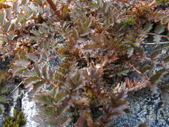 Acaena saccaticupula