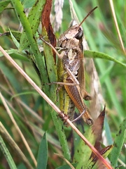 Pseudochorthippus curtipennis