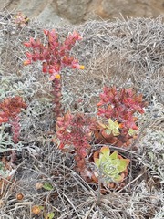 Dudleya palmeri