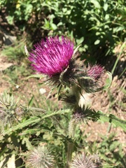 Cirsium edule