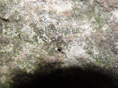 Mesopsocus immunis