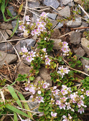 Veronica hookeriana