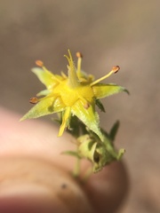 Ivesia sabulosa