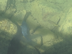 Arothron meleagris