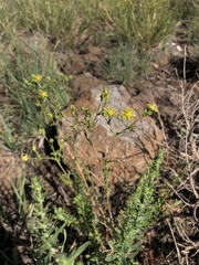 Ivesia sabulosa