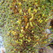 Leptostomum macrocarpum - Photo (c) Lisa Bennett, μερικά δικαιώματα διατηρούνται (CC BY), uploaded by Lisa Bennett