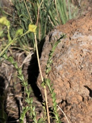 Ivesia sabulosa