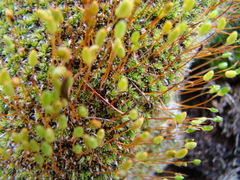 Leptostomum macrocarpum