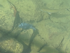 Arothron meleagris