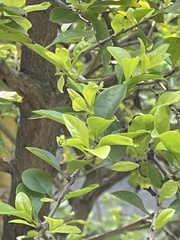 Duranteae