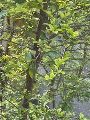 Duranteae