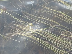 Sparganium gramineum
