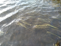 Sparganium gramineum