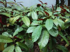 Excoecaria cochinchinensis