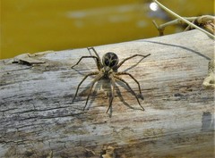 Dolomedes scriptus