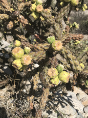 Cylindropuntia thurberi