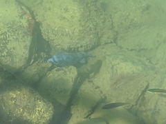 Arothron meleagris