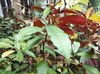 Chinese Croton - Photo (c) Sunnetchan, some rights reserved (CC BY-NC-ND), uploaded by Sunnetchan