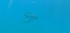 Trachinotus rhodopus