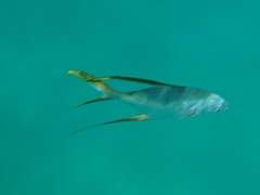 Trachinotus rhodopus