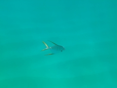 Trachinotus rhodopus