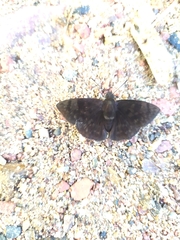 Pellicia arina