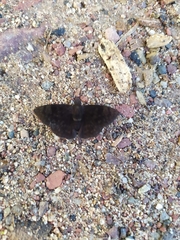 Pellicia arina