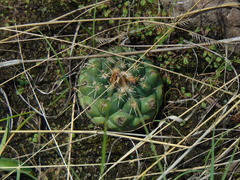 Coryphantha ottonis