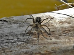 Dolomedes scriptus